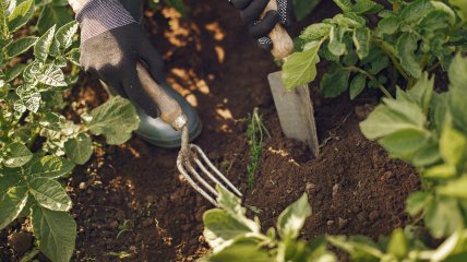 Насамперед варто сіяти швидкорослі культури