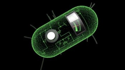 Ученым удалось превратить бактерию в записывающее устройство