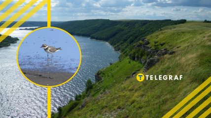 Песочник в заповеднике "Медоборы"