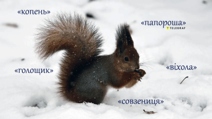 А вы знаете, что такое "папорошка", "голощик" или "совзеница" в украинском языке?