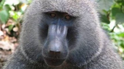 Ученые: бабуины уничтожают чужое потомство 