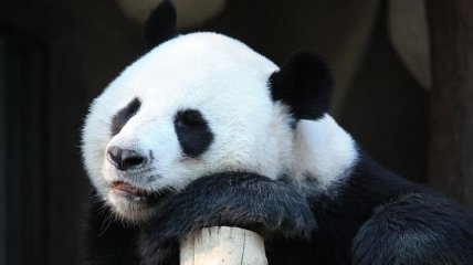 Пополнение в Берлинском зоопарке: панда Менг Менг стала мамой (Фото и видео)