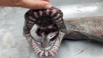 Биологи случайно поймали жуткую доисторическую акулу