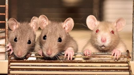 Крысиный интеллект: почему эти грызуны настолько умные