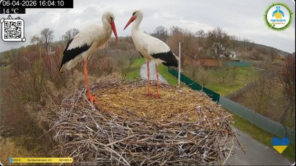 Грицик и Одарка. Фото с камеры видеонаблюдения за гнездом