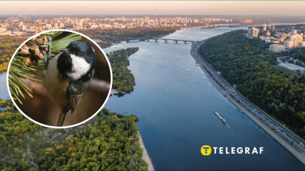 В Днепре увидели черную синицу