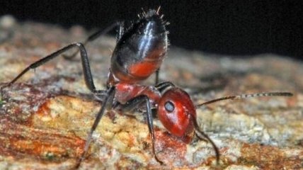 Ученые обнаружили новый вид "взрывающихся муравьев"