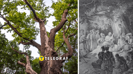 В Черкасской области растет дуб, названный в честь Максима Железняка