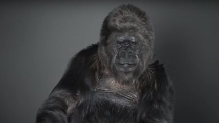 В США умерла горилла, которая считалась самым умным приматом на планете (Видео)