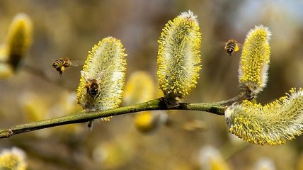 Полезные свойства и применение пчелиной пыльцы