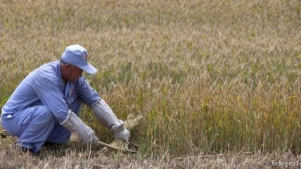 Европа готовится собрать рекордный урожай пшеницы