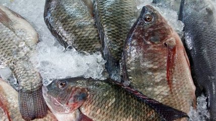 Україна збільшила виробництво замороженої морської риби на 19%