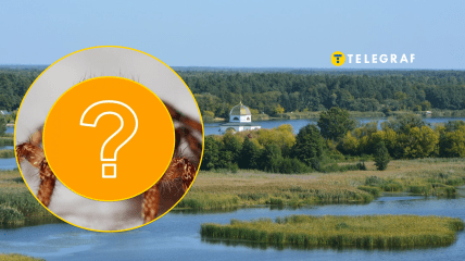 Рідкісний вид павуків у Київській області