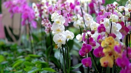 Чем подкармливать орхидею в домашних условиях