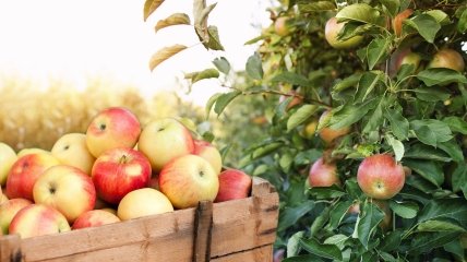 Яблоки – один из популярных фруктов для выращивания в Украине