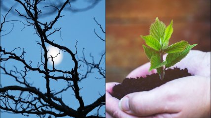 Є два дні, коли нічого не можна садити та сіяти у березні 2026