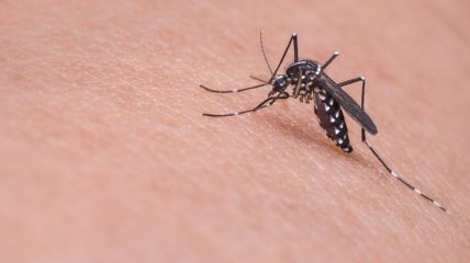 Неудачный эксперимент: теперь комары стали выносливее