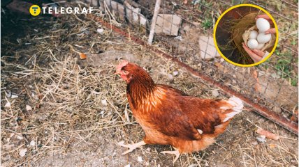 Куриця біля паркану