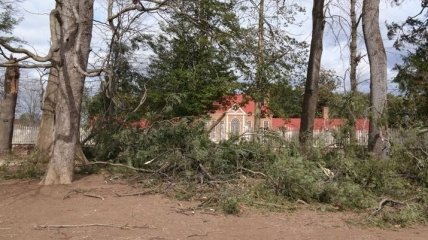 В США буря сломала 227-летнее дерево, которое посадил Джордж Вашингтон