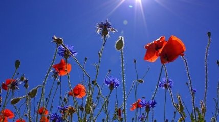 5 червня: яке сьогодні свято і що не можна робити в цей день