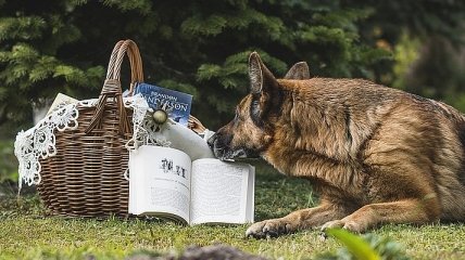 Лучший друг человека: захватывающие книги о животных (Фото)