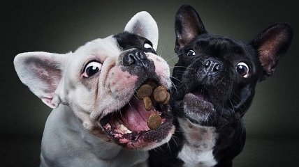 "Лакомство": забавные снимки собак, в момент когда они ловят вкусняшки