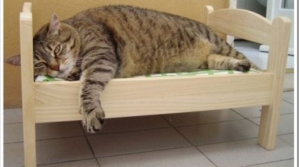 Комфортная мебель для котов (ФОТО)