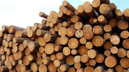 Гослесагенство: Незаконная вырубка леса нанесла 85 млн гривен убытка
