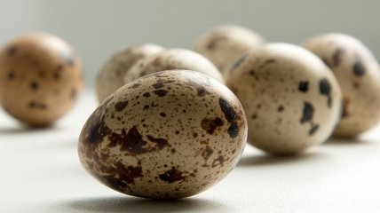 Лечебные свойства перепелиных яиц