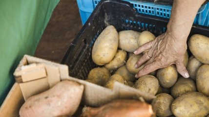 Секрет зберігання овочів від досвідчених городників
