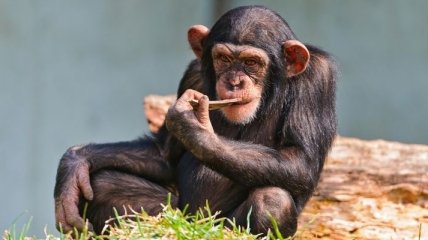 Ученые: Шимпанзе способны создать микроволновую печь