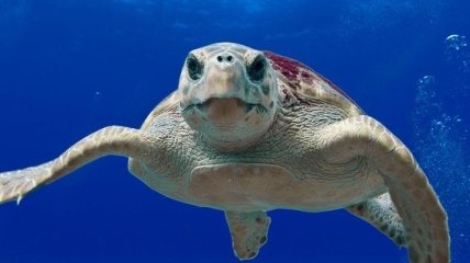 Сегодня Всемирный день черепахи: история праздника