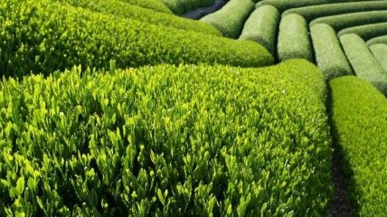 Как правильно пить зеленый чай, чтобы извлечь максимальную пользу