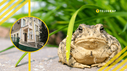 В Украине есть дом с лягушками