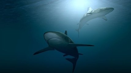 Застревают в челюстях и желудках: тигровые акулы страдают от рыболовных крючков