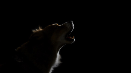 Собака воет по разным причинам