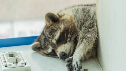 Тільцям, Скорпіонам та Рибам у серпні буде тяжко