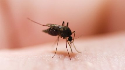 Вакцины делают малярийных паразитов более опасными и агрессивными
