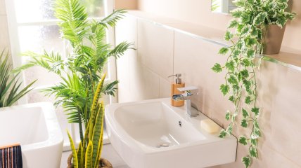 Правильное растение для ванной обеспечит свежесть круглые сутки