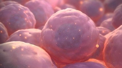Мало изученное "лекарство от всех болезней": что такое стволовые клетки
