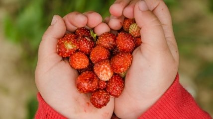 Каким будет июнь. Народный календарь примет