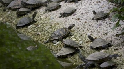 Американская полиция объявила в розыск более 1500 черепах