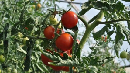 Список растений, которые хорошо влияют на помидоры