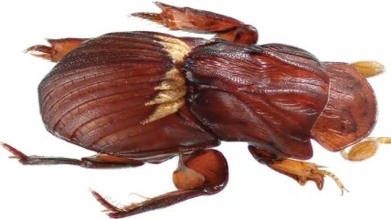 Ученые назвали новый вид жука в честь богини любви 
