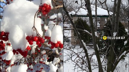 Растения под снегом