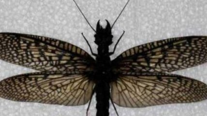 Найдено самое большое насекомое на Земле