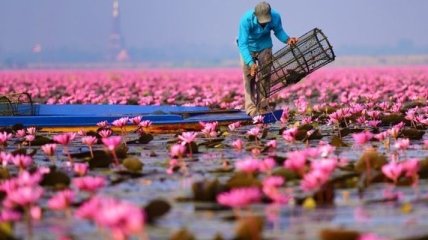 Волшебное розовое озеро в Таиланде (Фото)