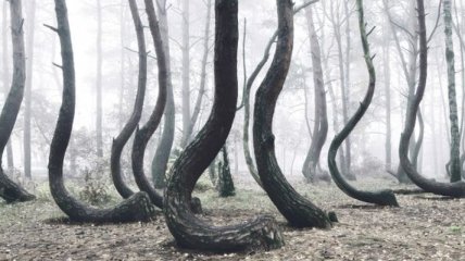 Кривой лес: таинственная роща из причудливо изогнутых сосен (Фото)