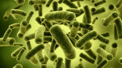 Ученые: бактерии в кишечнике создали новую форму жизни
