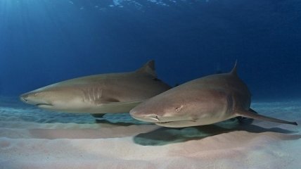 Ученые взглянули на подводную жизнь глазами акул